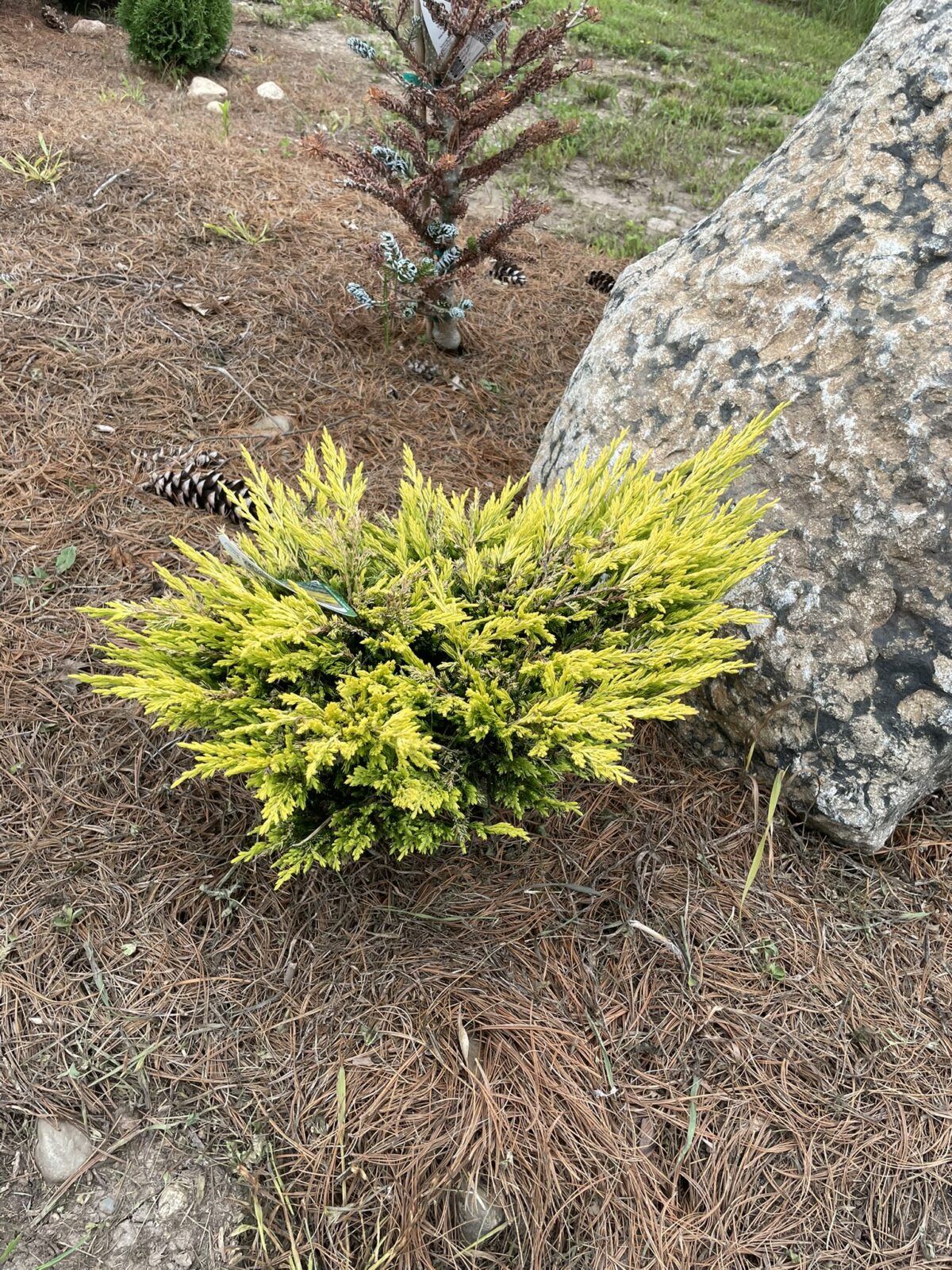 Limeglow Juniper (Juniperus horizontalis ‘Limeglow’)