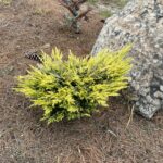 Limeglow Juniper (Juniperus horizontalis 'Limeglow')