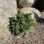 Little Gem Norway Spruce (Picea abies ‘Little Gem’)