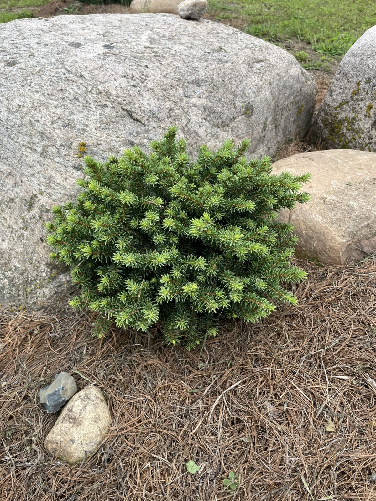 Little Gem Norway Spruce (Picea abies ‘Little Gem’)