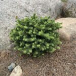 Little Gem Norway Spruce (Picea abies ‘Little Gem’)