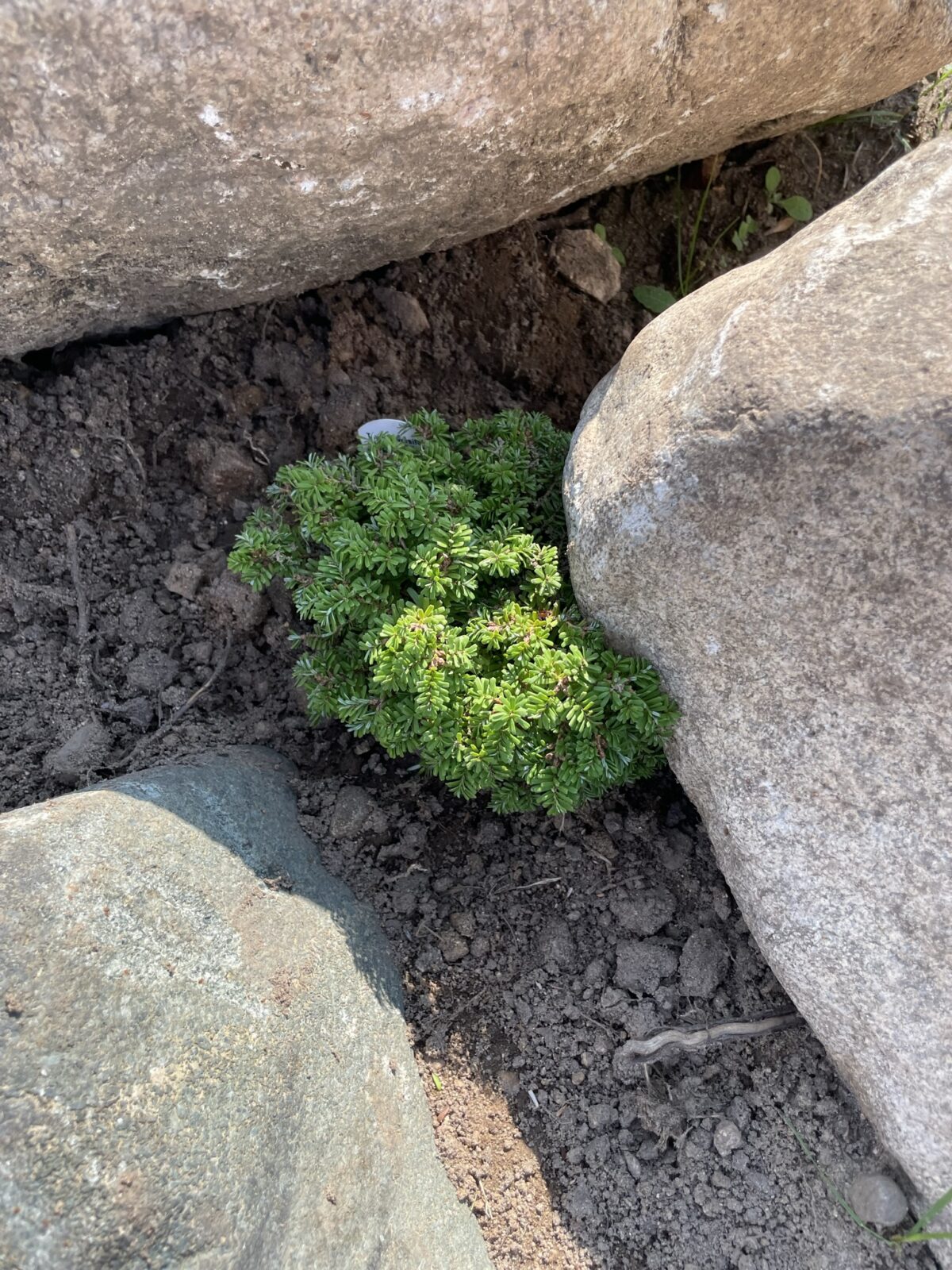 Loowit Japanese Hemlock (Tsuga diversifolia ‘Loowit’)