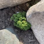 Loowit Japanese Hemlock (Tsuga diversifolia ‘Loowit’)