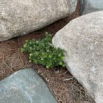 Loowit Japanese Hemlock (Tsuga diversifolia ‘Loowit’)