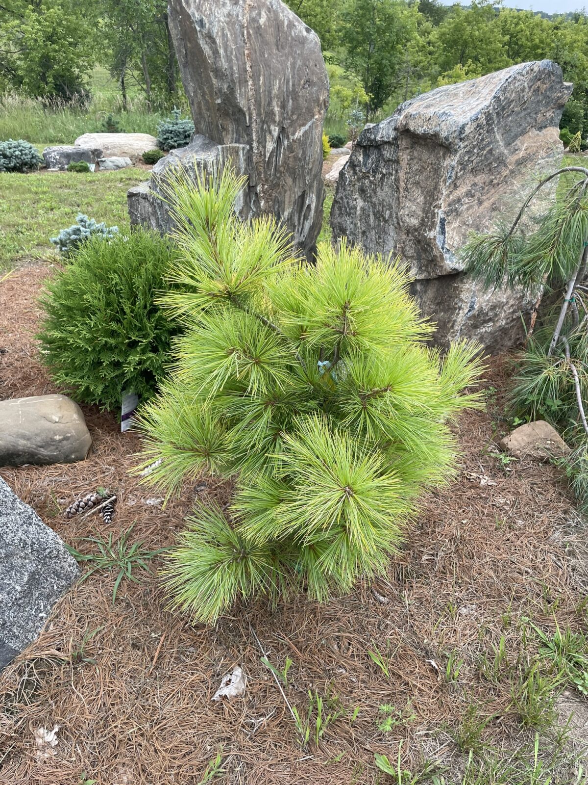 Louie’s Eastern White Pine (Pinus strobus ‘Louie’)