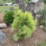 Louie’s Eastern White Pine (Pinus strobus ‘Louie’)