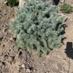 Lundeby’s Dwarf Blue Spruce (Picea pungens ‘Lundeby’s Dwarf’)