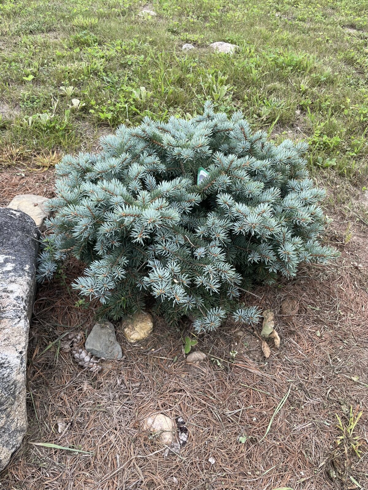 Lundeby’s Dwarf Blue Spruce (Picea pungens ‘Lundeby’s Dwarf’)
