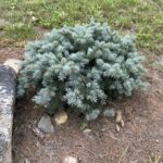 Lundeby’s Dwarf Blue Spruce (Picea pungens ‘Lundeby’s Dwarf’)