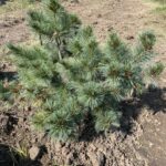 Macopin Eastern White Pine (Pinus strobus ‘Macopin’)