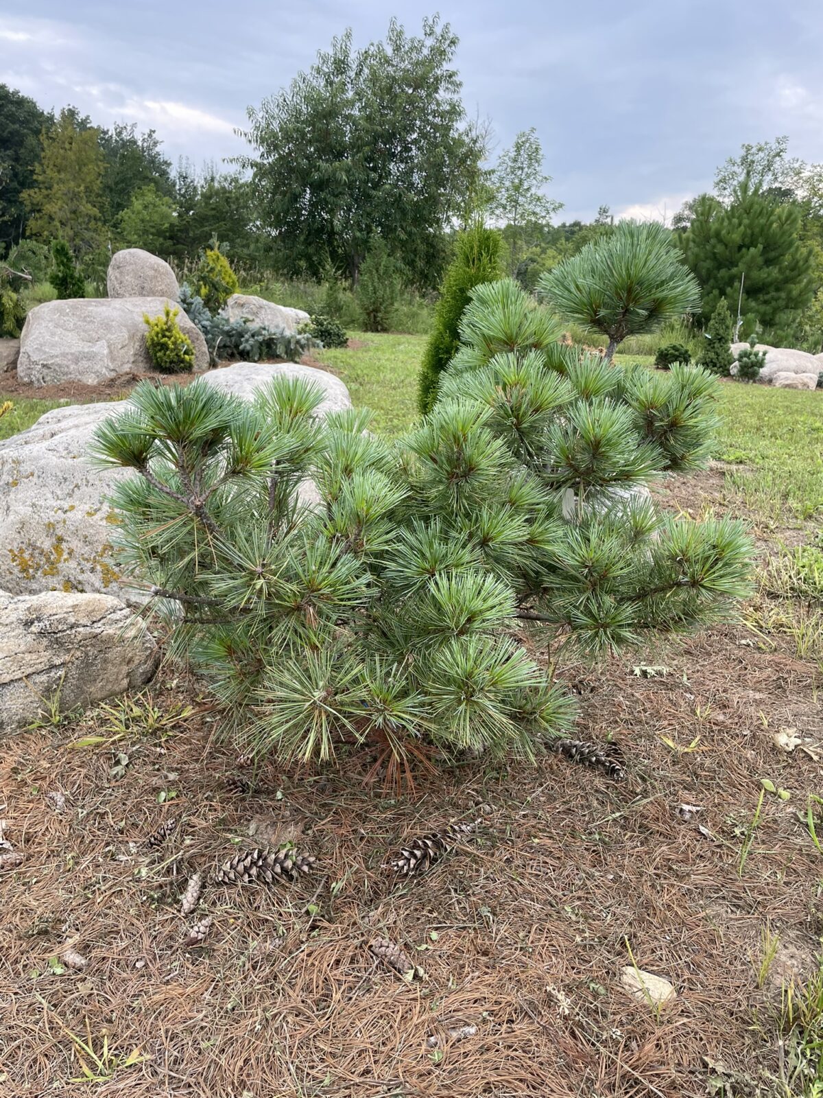 Macopin Eastern White Pine (Pinus strobus ‘Macopin’)