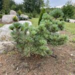 Macopin Eastern White Pine (Pinus strobus ‘Macopin’)
