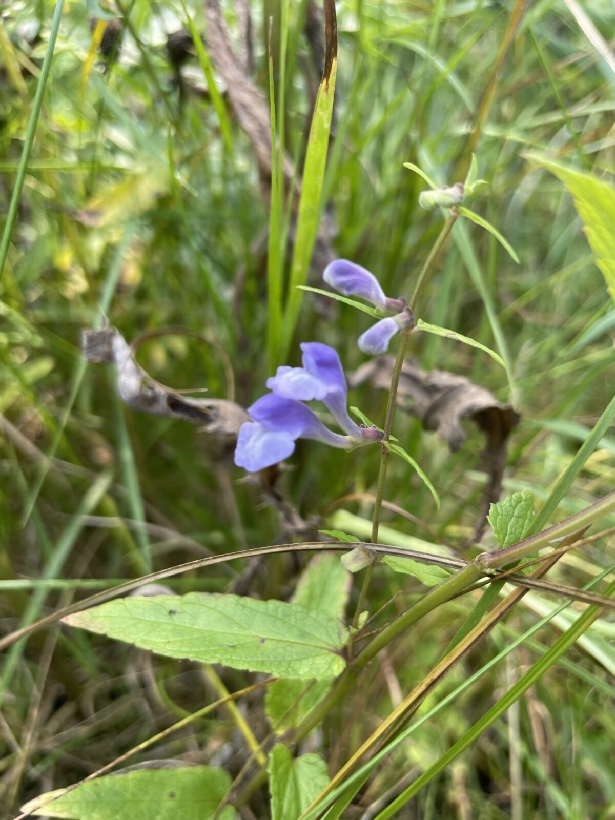 Marsh Skullcap (Scutellaria galericulata)