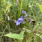 Marsh Skullcap (Scutellaria galericulata)