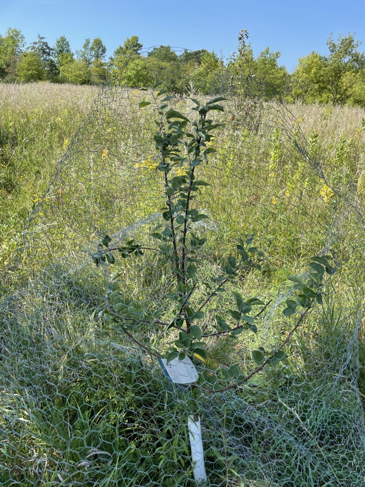 McIntosh Apple