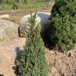 Miniature Juniper (Juniperus communis ‘Miniature’)