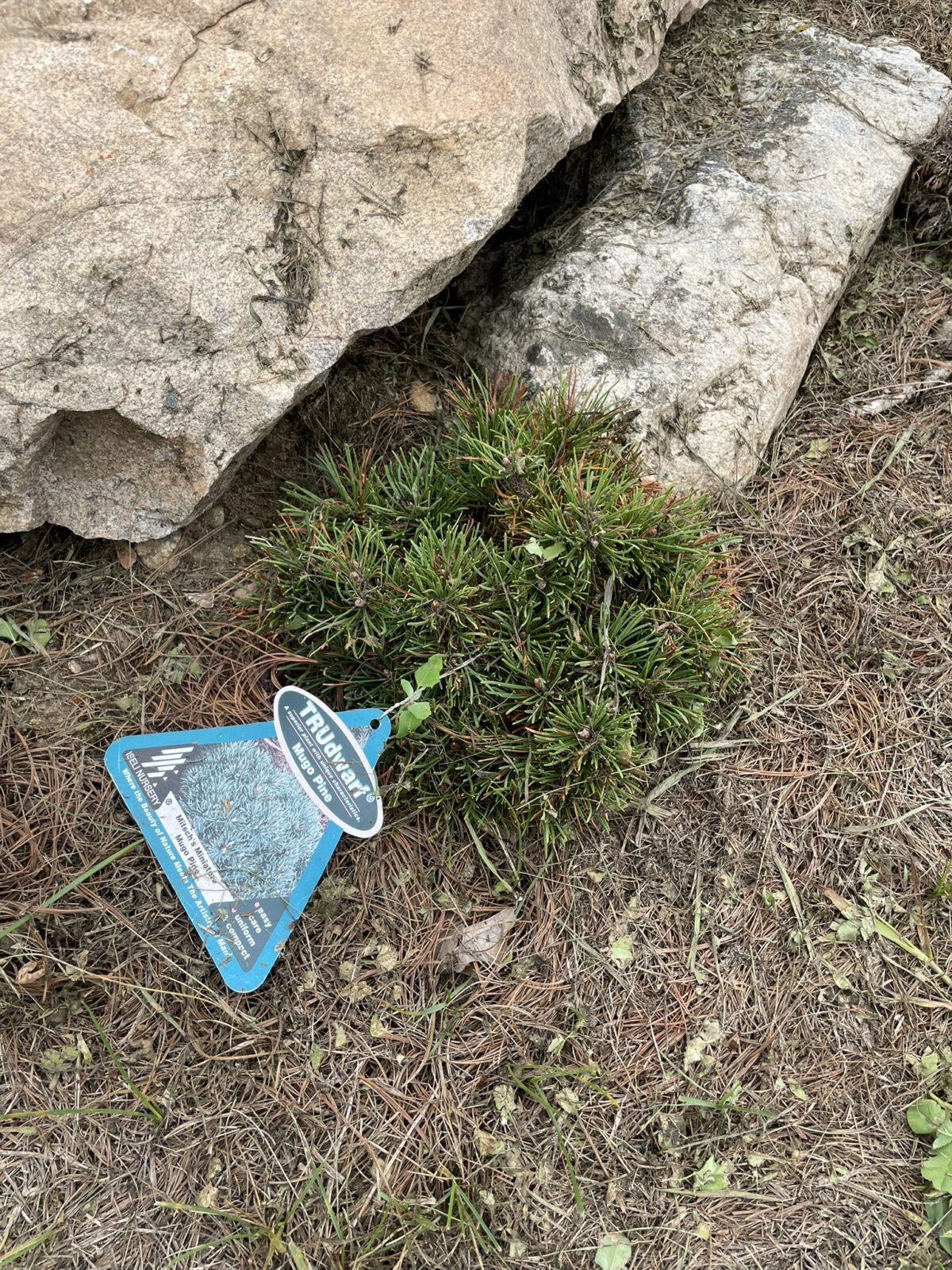 Mitsch’s Mini Mugo Pine (Pinus mugo ‘Mitsch Mini’)