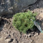 Mops Mugo Pine (Pinus mugo ‘Mops’)