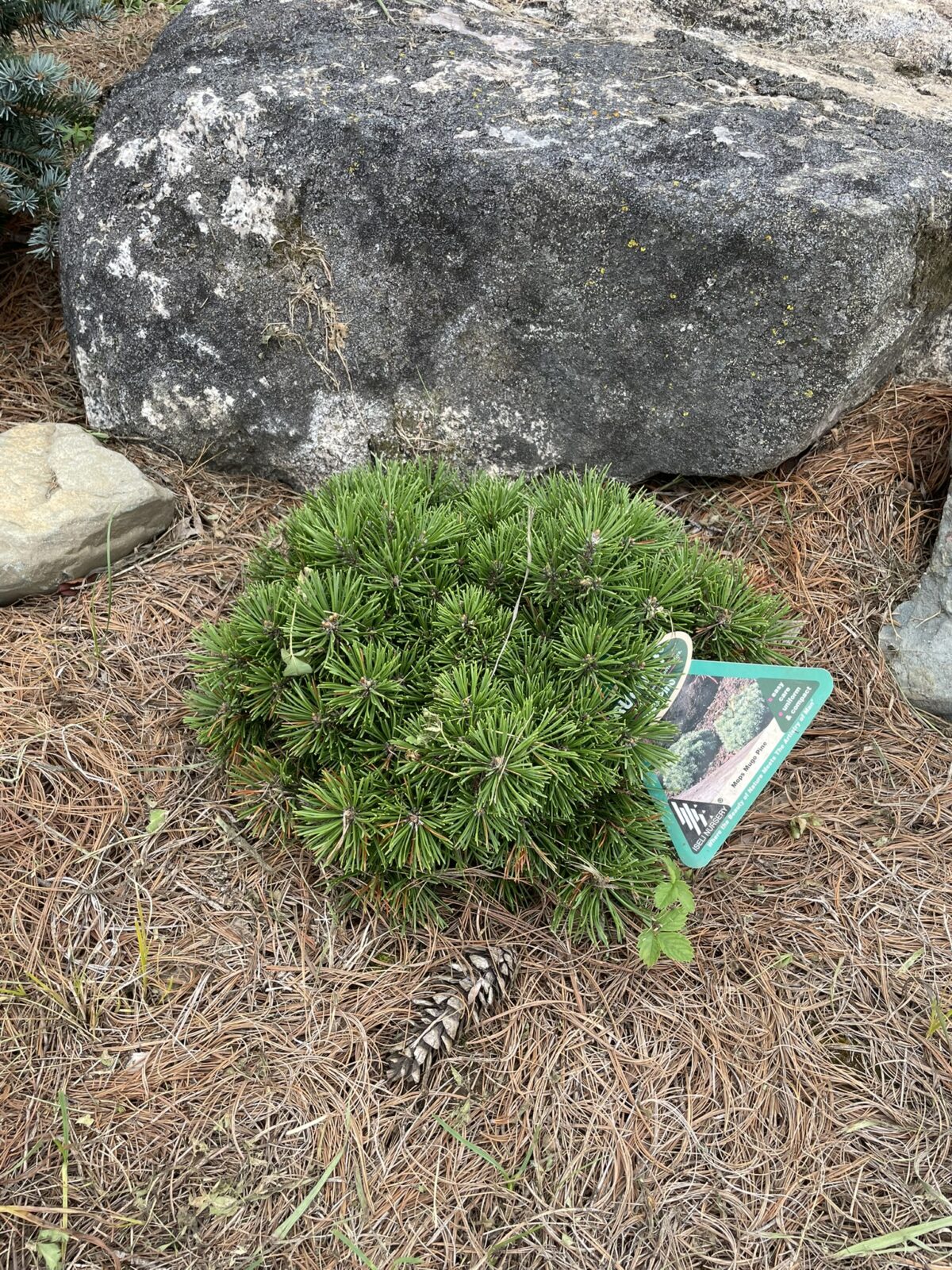 Mops Mugo Pine (Pinus mugo ‘Mops’)