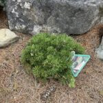 Mops Mugo Pine (Pinus mugo ‘Mops’)