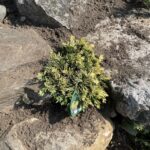 Mother Lode Juniper (Juniperus horizontalis ‘Mother Lode’)