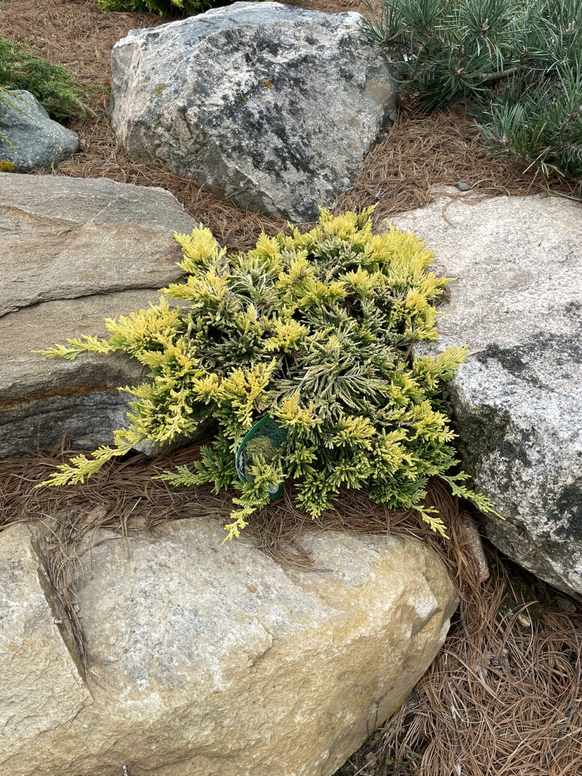 Mother Lode Juniper (Juniperus horizontalis ‘Mother Lode’)
