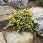 Mother Lode Juniper (Juniperus horizontalis ‘Mother Lode’)