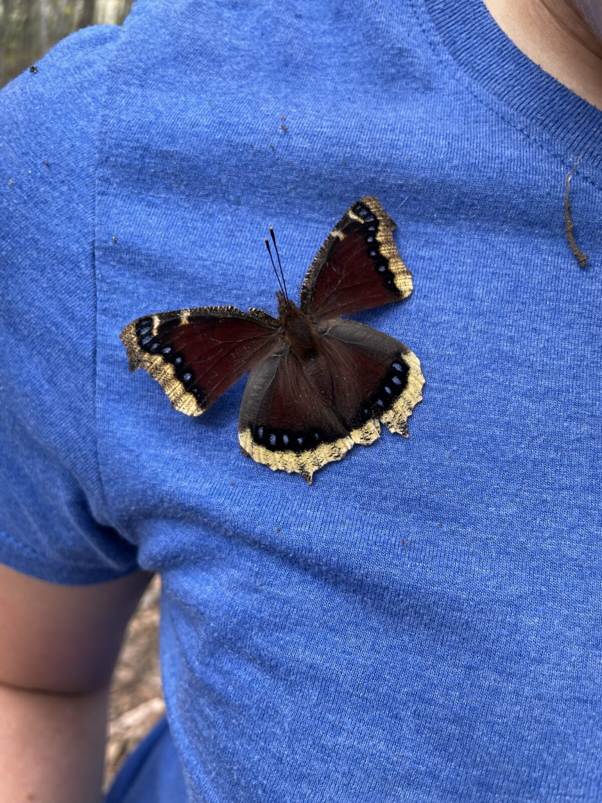 Mourning Cloak (Nymphalis antiopa)