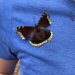 Mourning Cloak (Nymphalis antiopa)