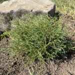 Mr. Bowling Ball Arborvitae (Thuja occidentalis ‘Bobazam’)