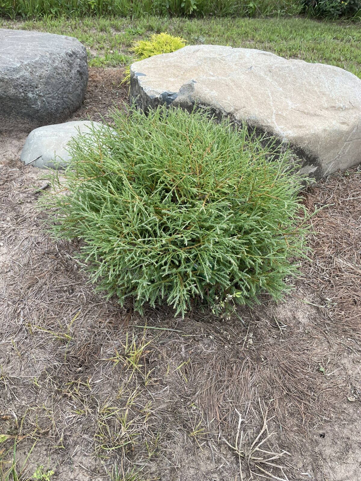 Mr. Bowling Ball Arborvitae (Thuja occidentalis ‘Bobazam’)