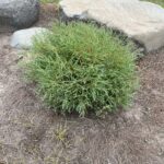 Mr. Bowling Ball Arborvitae (Thuja occidentalis ‘Bobazam’)