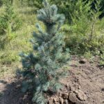 Pacific Blue Macedonian Pine (Pinus peuce ‘Pacific Blue’)