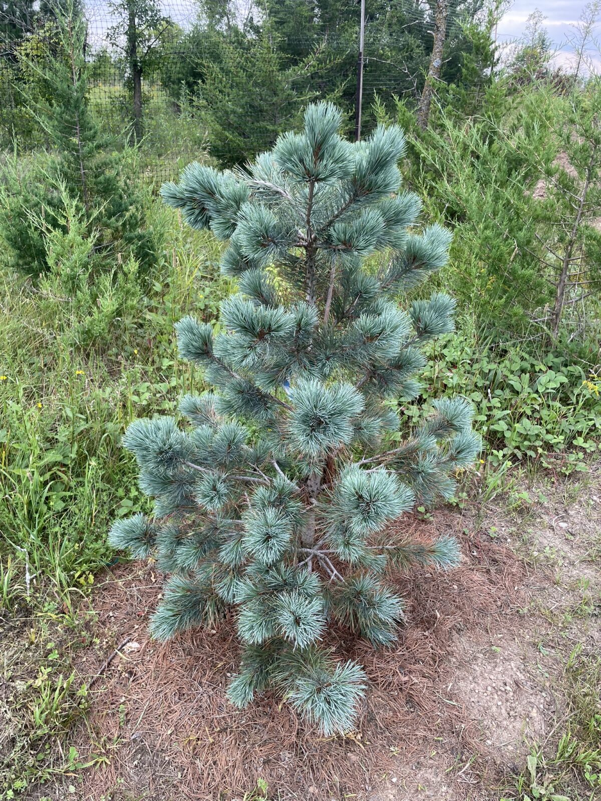 Pacific Blue Macedonian Pine (Pinus peuce ‘Pacific Blue’)
