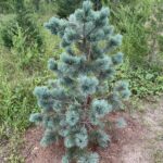 Pacific Blue Macedonian Pine (Pinus peuce ‘Pacific Blue’)