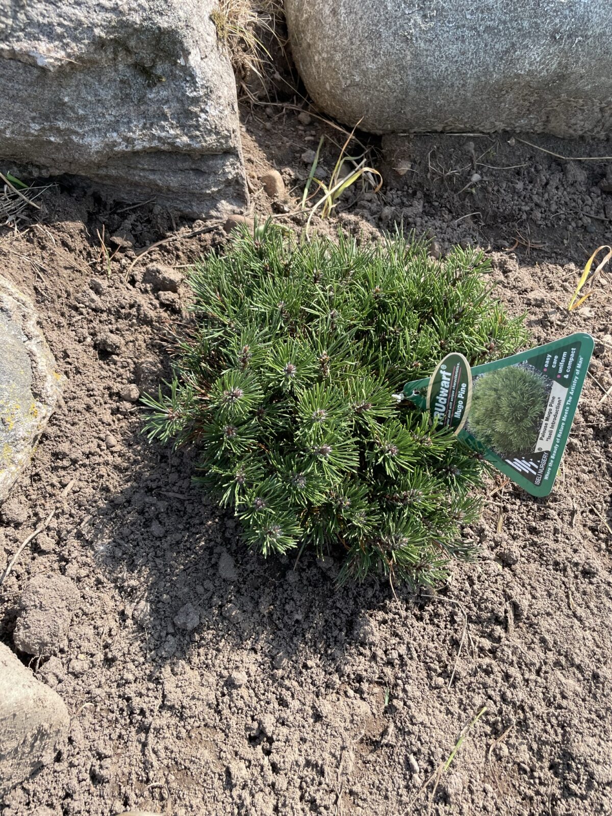 Palouse Mugo Pine (Pinus mugo ‘Palouse’)