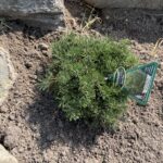 Palouse Mugo Pine (Pinus mugo ‘Palouse’)