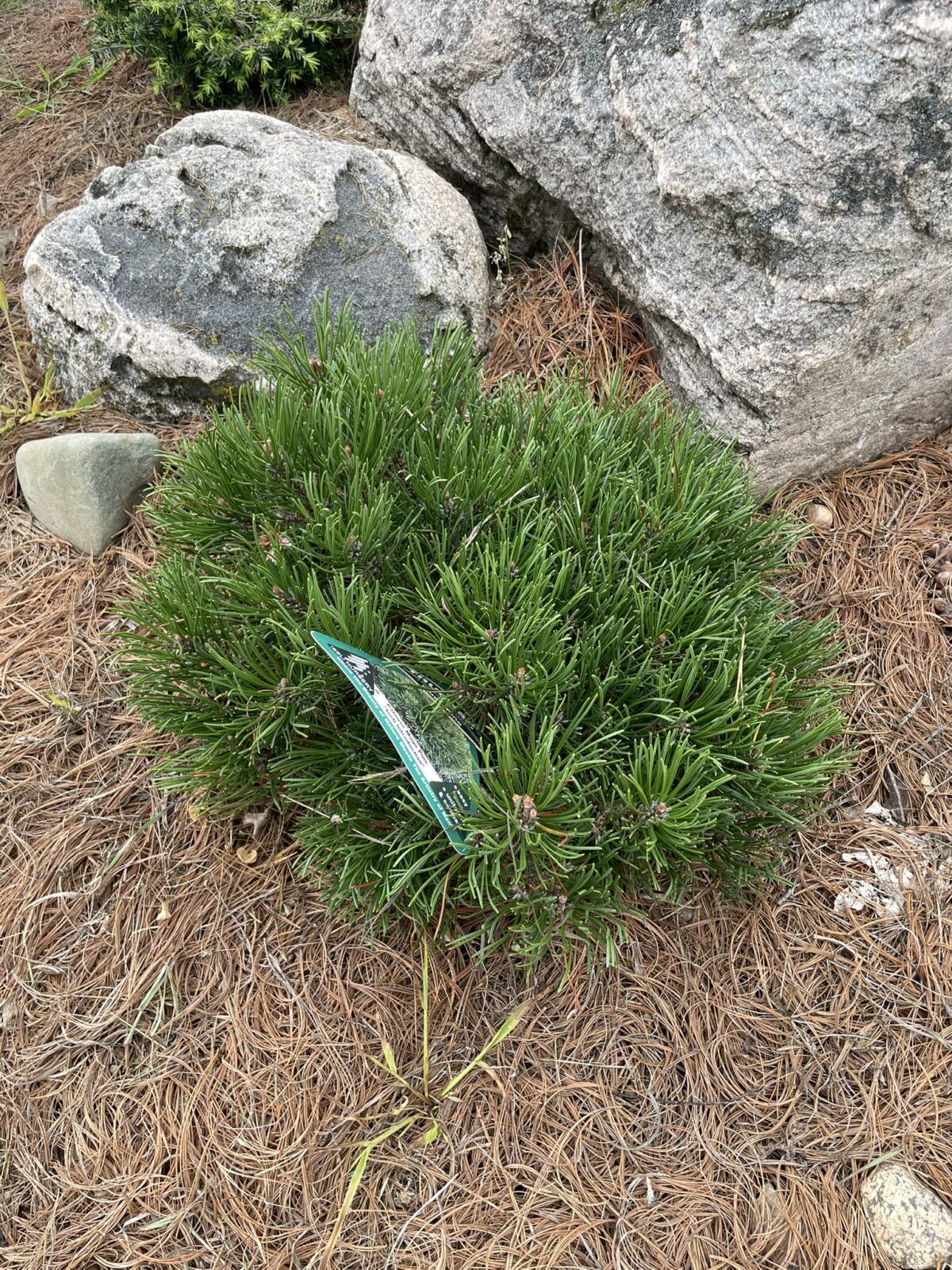 Palouse Mugo Pine (Pinus mugo ‘Palouse’)