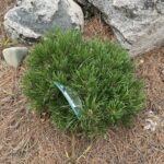 Palouse Mugo Pine (Pinus mugo ‘Palouse’)