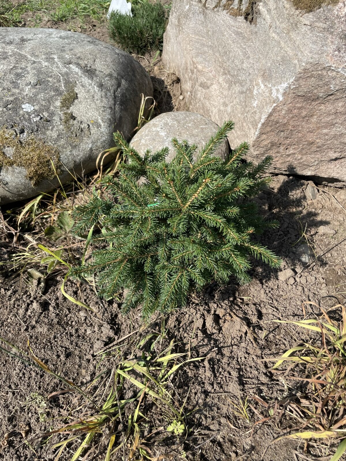 Parsons Norway Spruce (Picea abies ‘Gregoryana)