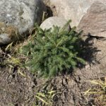 Parsons Norway Spruce (Picea abies ‘Gregoryana)