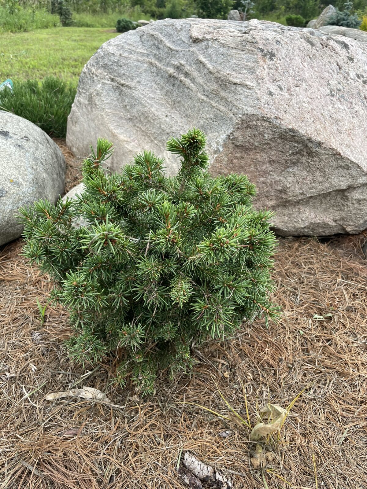 Parsons Norway Spruce (Picea abies ‘Gregoryana)