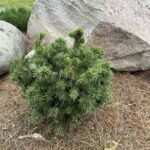 Parsons Norway Spruce (Picea abies ‘Gregoryana)