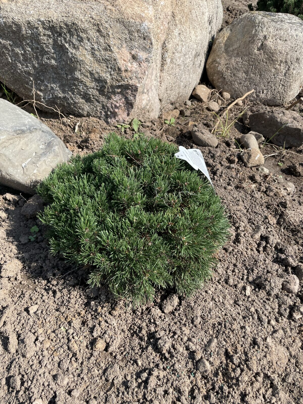 Pesto Mugo Pine (Pinus mugo ‘Pesto’)