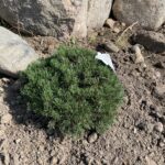 Pesto Mugo Pine (Pinus mugo 'Pesto')