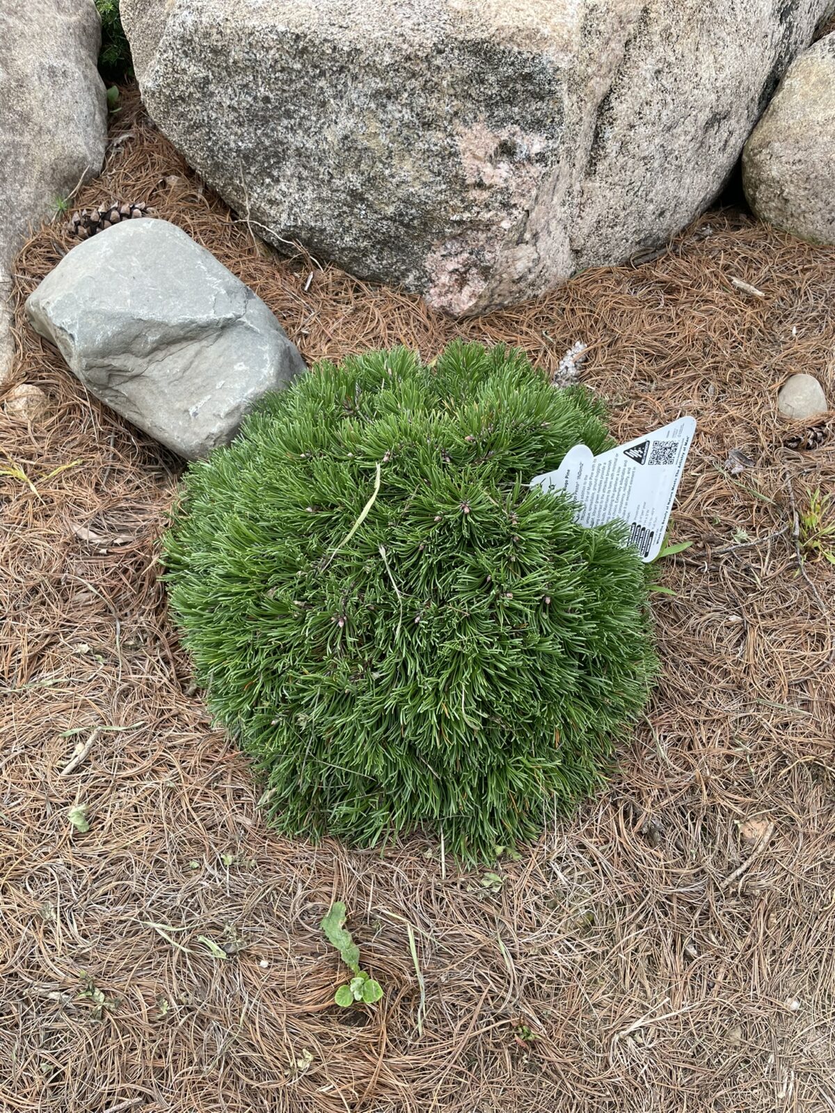 Pesto Mugo Pine (Pinus mugo ‘Pesto’)