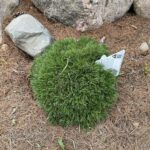 Pesto Mugo Pine (Pinus mugo 'Pesto')