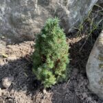 Pixie Alberta Spruce (Picea glauca ‘Pixie’)