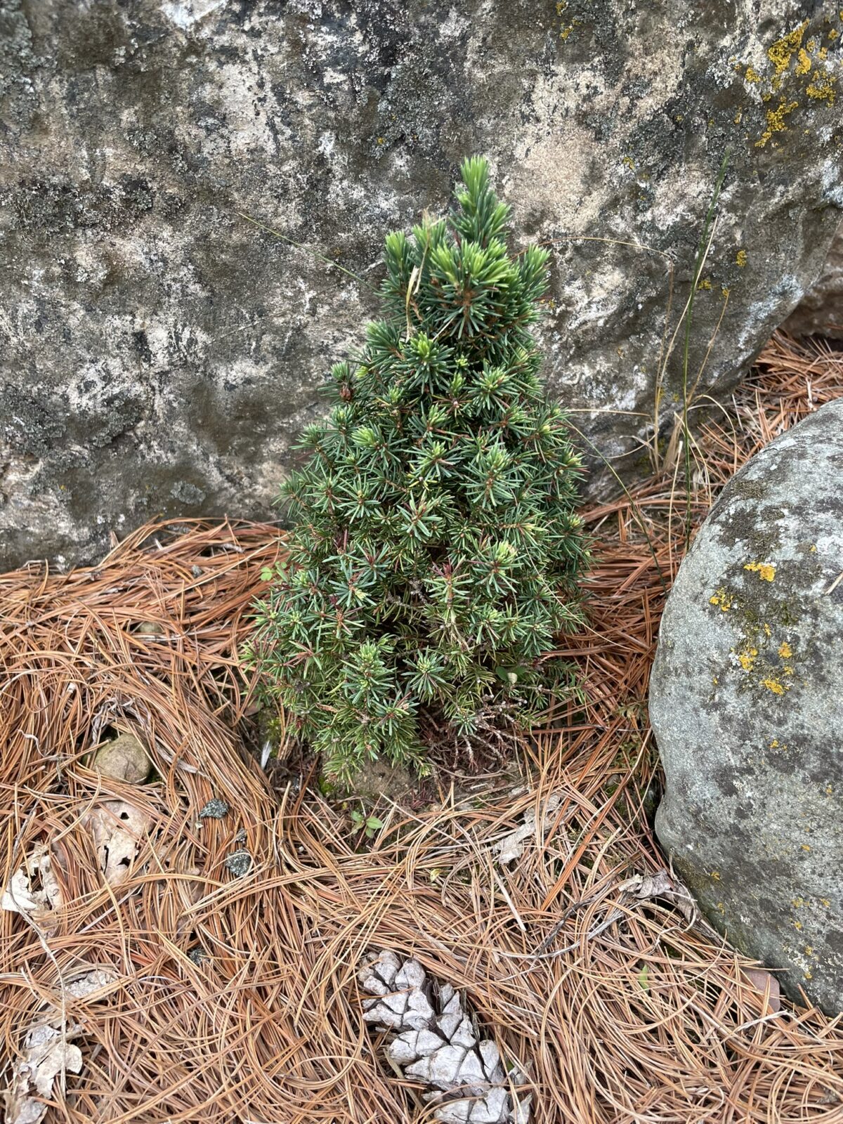 Pixie Alberta Spruce (Picea glauca ‘Pixie’)