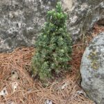 Pixie Alberta Spruce (Picea glauca ‘Pixie’)